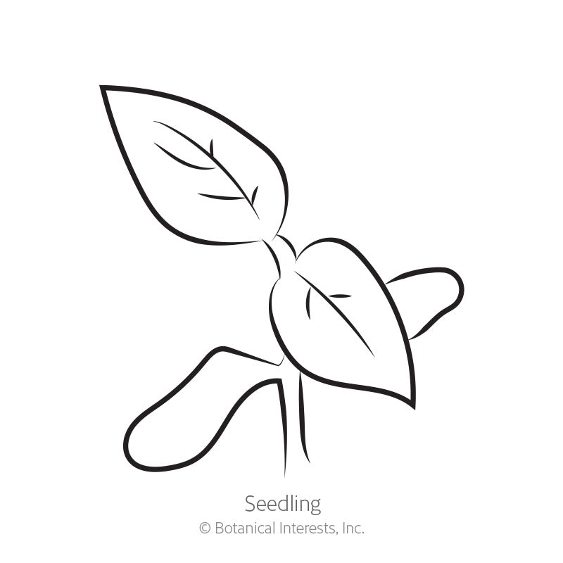 Simple black and white line drawing of a young seedling with two rounded cotyledon leaves and two pointed true leaves, labeled 