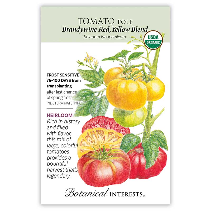 Seed packet for Botanical Interests organic heirloom Brandywine Red and Yellow Blend pole tomato, illustrated with clustered yellow tomatoes on the vine and large red and yellow beefsteak fruits, one sliced open, alongside text noting frost sensitivity, 76–100 days to harvest, and indeterminate growth habit.