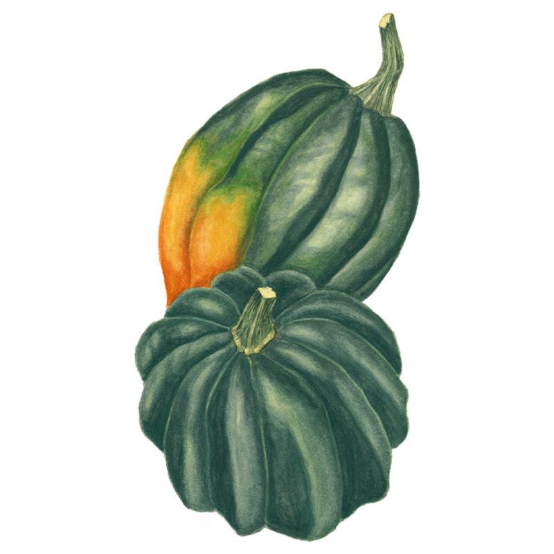 Botanical illustration of two dark green, deeply ribbed acorn squash stacked together, one showing a streak of orange-and-green blush along its side, set against a plain white background.