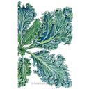 Botanical illustration of dwarf blue curled kale showing a cluster of tightly ruffled, frilly-edged blue-green leaves with pale contrasting veins, radiating from a central stem on a white background.