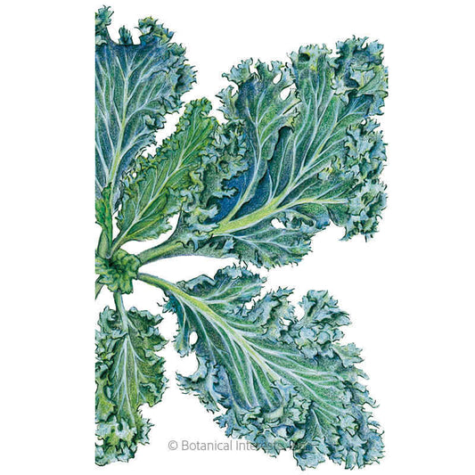 Botanical illustration of dwarf blue curled kale showing a cluster of tightly ruffled, frilly-edged blue-green leaves with pale contrasting veins, radiating from a central stem on a white background.