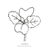 Black-and-white line drawing of a young kale seedling with three rounded, textured leaves branching from a pair of thin roots, labeled 