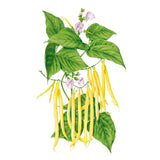 Illustration of a Gold Rush bush bean plant with green leaves, pink flowers, and long yellow bean pods on a white background