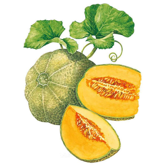 Botanical illustration of Minnesota Midget cantaloupe showing a whole ribbed, netted-skin melon with curling vine and leaves, alongside a cut half and wedge revealing deep orange flesh and a seed-filled center.
