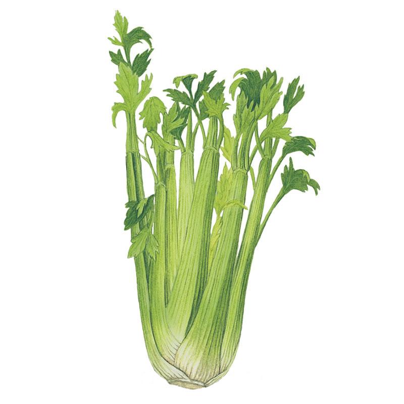 Botanical illustration of Utah celery showing a tight bunch of pale green ribbed stalks topped with serrated leafy fronds, set against a plain white background.