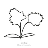 Line drawing of a young celery seedling with two ruffled, deeply lobed leaves rising from a pair of oval seed leaves at the base, labeled 