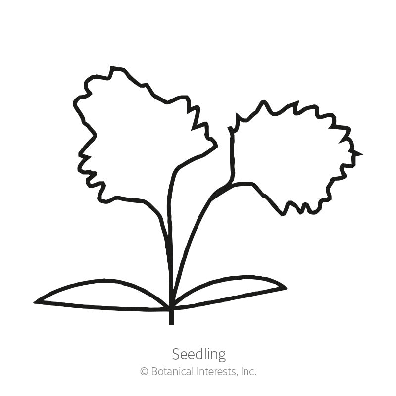 Line drawing of a young celery seedling with two ruffled, deeply lobed leaves rising from a pair of oval seed leaves at the base, labeled 