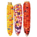Illustration of three husked Painted Hill corn cobs side by side, each showing densely packed kernels in a distinct mix of colours: golden yellow flecked with red and blue, a rainbow blend of purple, pink and cream, and deep solid red with dark purple accents.