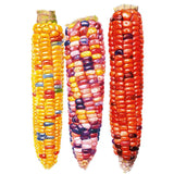 Illustration of three husked Painted Hill corn cobs side by side, each showing densely packed kernels in a distinct mix of colours: golden yellow flecked with red and blue, a rainbow blend of purple, pink and cream, and deep solid red with dark purple accents.