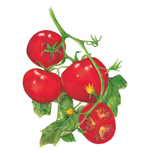 Detailed botanical illustration of Moneymaker pole tomatoes on the vine, showing three plump red fruits, a small yellow blossom, green leaves, and one tomato sliced open to reveal its seedy interior.