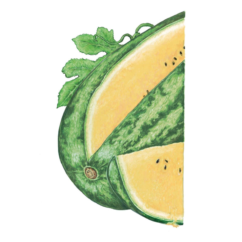 Botanical illustration of a Mountain Sweet Yellow watermelon with dark green mottled rind, showing a whole fruit beside cut wedges revealing pale yellow flesh with black seeds, plus curling vine and leaves, on a white background.