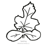 Black and white line drawing of a watermelon seedling, showing two rounded oval cotyledon leaves beneath a single lobed, jagged-edged true leaf, labeled 