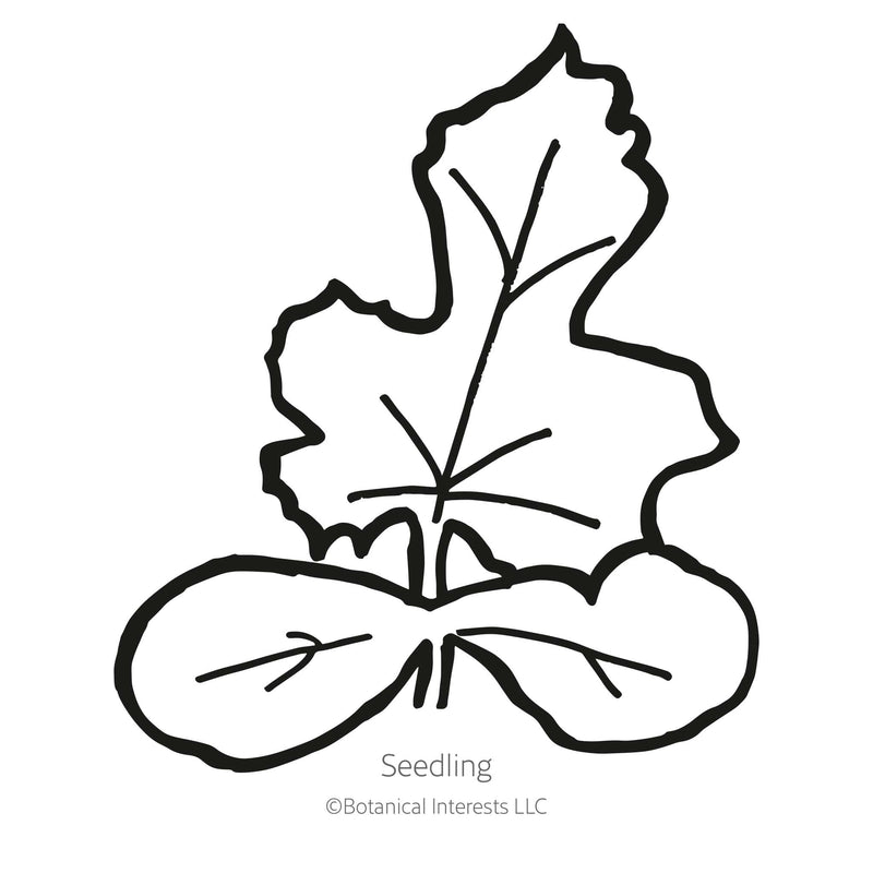 Black and white line drawing of a watermelon seedling, showing two rounded oval cotyledon leaves beneath a single lobed, jagged-edged true leaf, labeled 