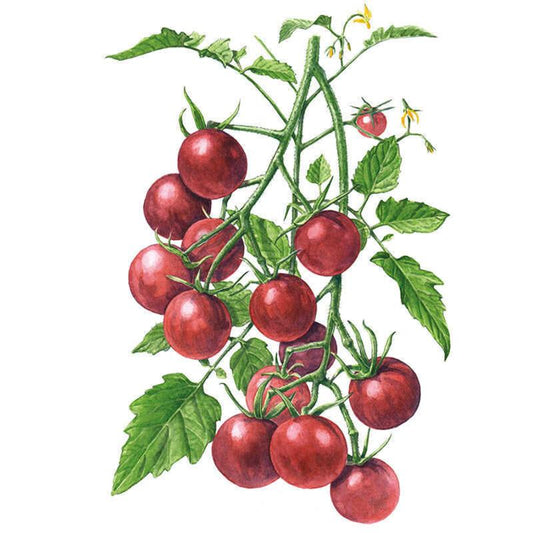 Botanical illustration of Chocolate Cherry tomatoes, showing clusters of glossy deep red-brown fruit alongside small yellow flowers and one unripe green tomato on a leafy vine, set against a plain white background.