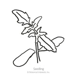Black and white line drawing of a young tomato seedling with two oval seed leaves and a set of jagged, lobed true leaves on a slender stem, labeled 