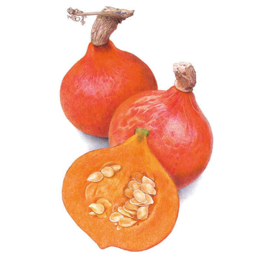 Botanical illustration of two whole Red Kuri winter squash with teardrop shapes, mottled orange-red skin and curled woody stems, alongside a halved squash showing bright orange flesh and a cluster of pale seeds.