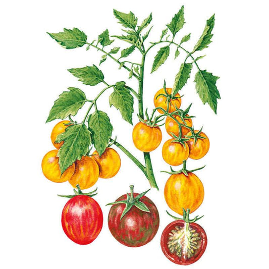 Botanical illustration of a cherry tomato vine with clusters of round orange and yellow striped fruit, plus separate examples of a red-striped tomato, a dusky purple-brown tomato, and one sliced open to reveal its seeded interior.