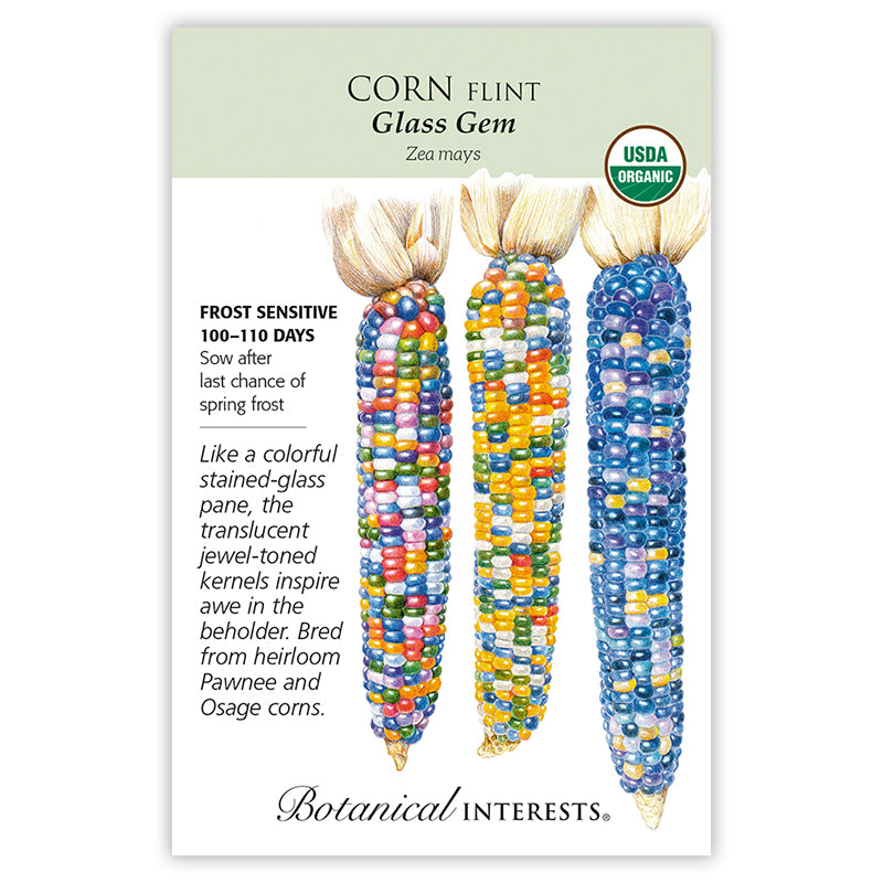 Seed packet for organic Glass Gem flint corn showing three illustrated ears with translucent, jewel-toned kernels in shades of pink, blue, orange, and purple, alongside text noting it is frost sensitive, matures in 100–110 days, and describes its heirloom Pawnee and Osage corn parentage.
