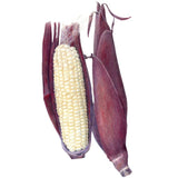 Botanical illustration of two Martian Jewels sweet corn ears with deep purple husks, one peeled back to reveal pale creamy-white kernels beneath the silk.