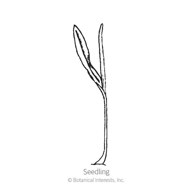 Line drawing of a young corn seedling with one narrow curled leaf and a slender upright blade rising from a single thin stem, labeled "Seedling."