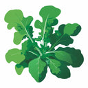 Detailed botanical illustration of lush green, lobed leaves of Slow Bolt Arugula, isolated on a plain white background.