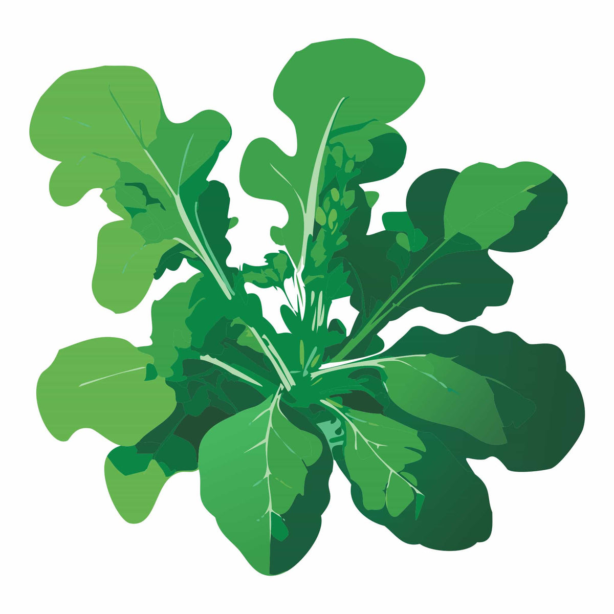 Detailed botanical illustration of lush green, lobed leaves of Slow Bolt Arugula, isolated on a plain white background.