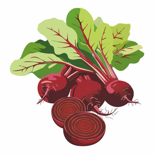 Detailed botanical illustration of dark red Ruby Queen Beets with green leafy tops and sliced cross-sections showing interior rings, isolated on a plain white background.