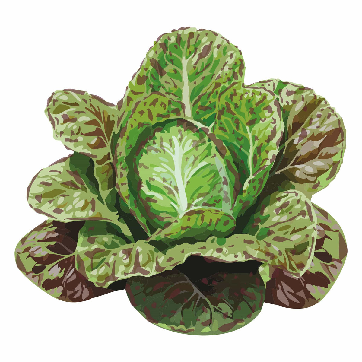 Detailed botanical illustration of a head of green Freckles Romaine Lettuce dappled with dark red spots, isolated on a plain white background.