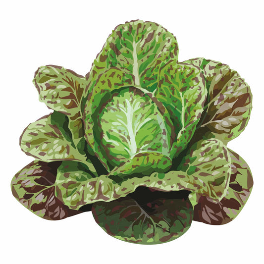 Detailed botanical illustration of a head of green Freckles Romaine Lettuce dappled with dark red spots, isolated on a plain white background.