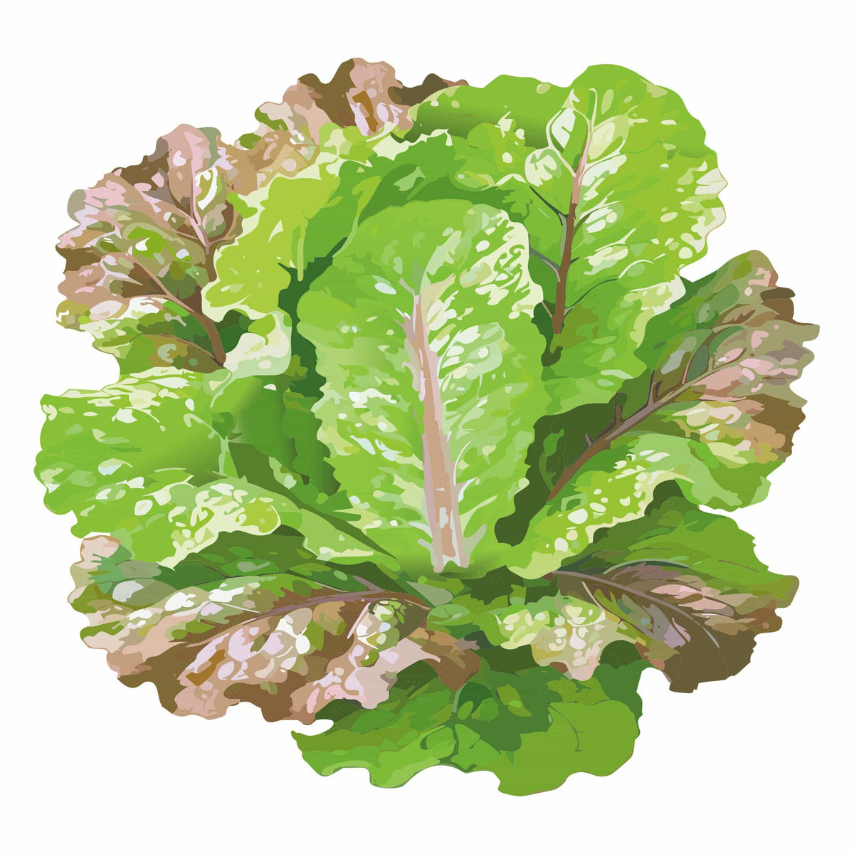 Detailed botanical illustration of a head of Prizehead Leaf Lettuce featuring broad, ruffled green leaves with bronze-red edges, isolated on a plain white background.