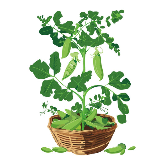 Detailed botanical illustration of a Patio Pride Snap Pea plant growing out of a woven basket, featuring leafy vines, tendrils, and green pea pods with one pod open to show peas inside, isolated on a plain white background.
