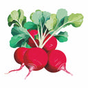 Detailed botanical illustration of bright red German Giant Radishes with green leafy tops, isolated on a plain white background.