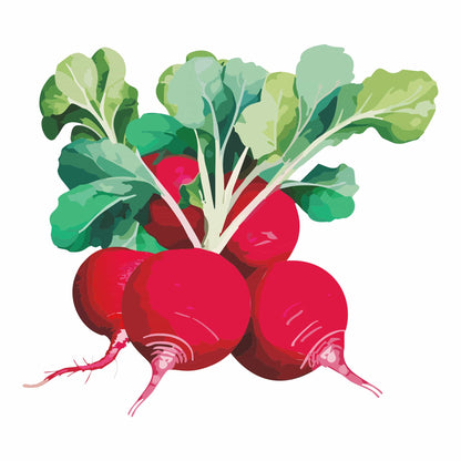 Detailed botanical illustration of bright red German Giant Radishes with green leafy tops, isolated on a plain white background.