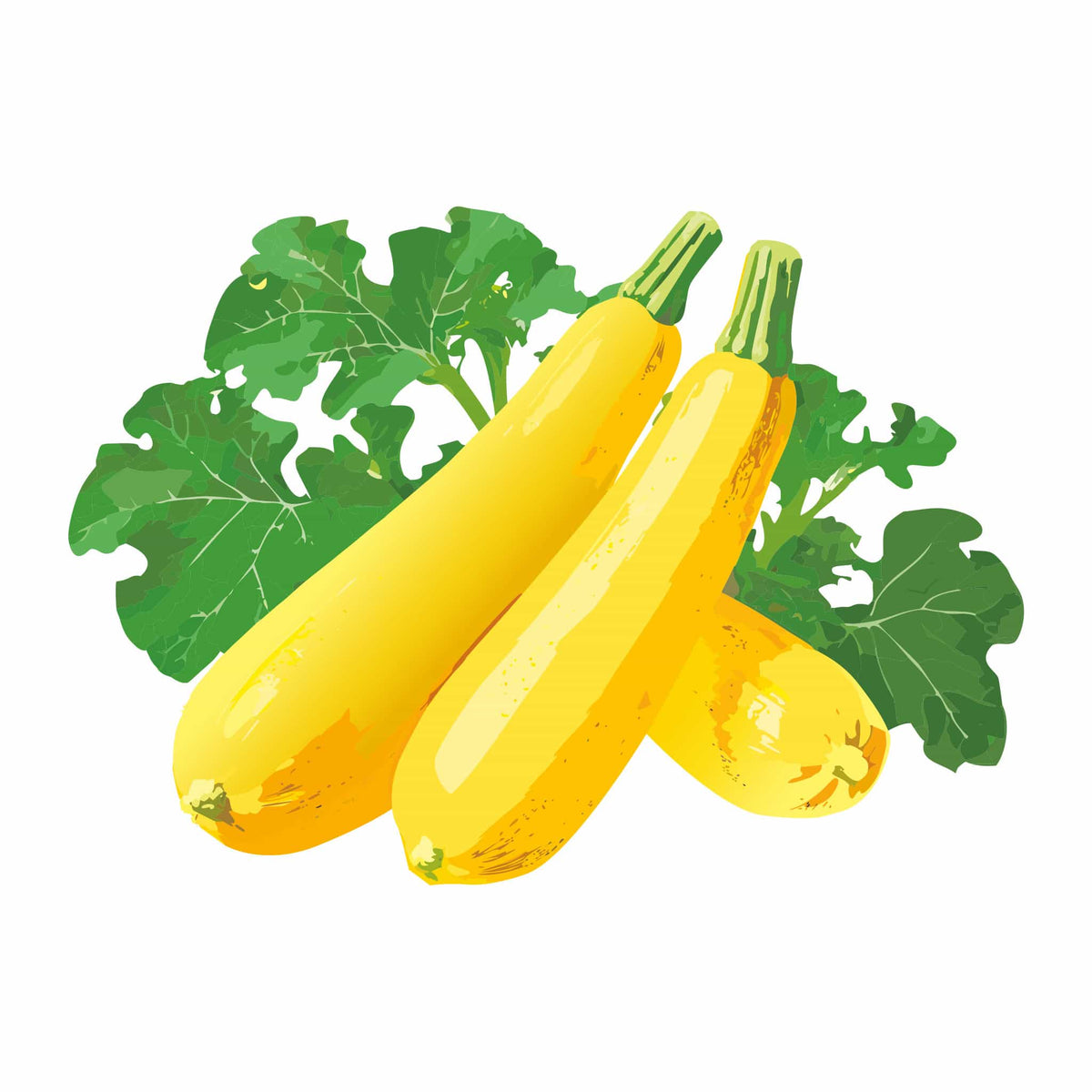 Detailed botanical illustration of three bright yellow Golden Zucchini Summer Squash nestled against large green leaves, isolated on a plain white background.