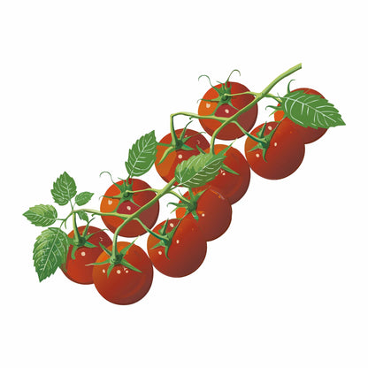 Detailed botanical illustration of clusters of bright red Chadwick Cherry Pole Cherry Tomatoes hanging on leafy vines, isolated on a plain white background.