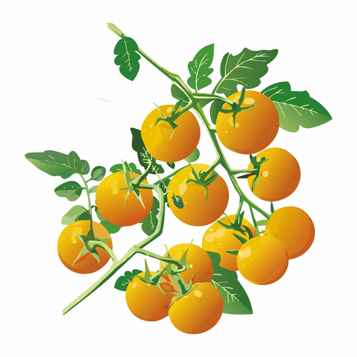 Recommended Alt Text:
Detailed botanical illustration of golden-orange Tropical Sunset Pole Cherry Tomatoes with subtle pink stripes hanging on leafy green vines, isolated on a plain white background.