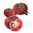Detailed botanical illustration of pinkish-red Brandywine Pink Pole Tomatoes on green stems, with one tomato sliced open to show its seeded interior, isolated on a plain white background.