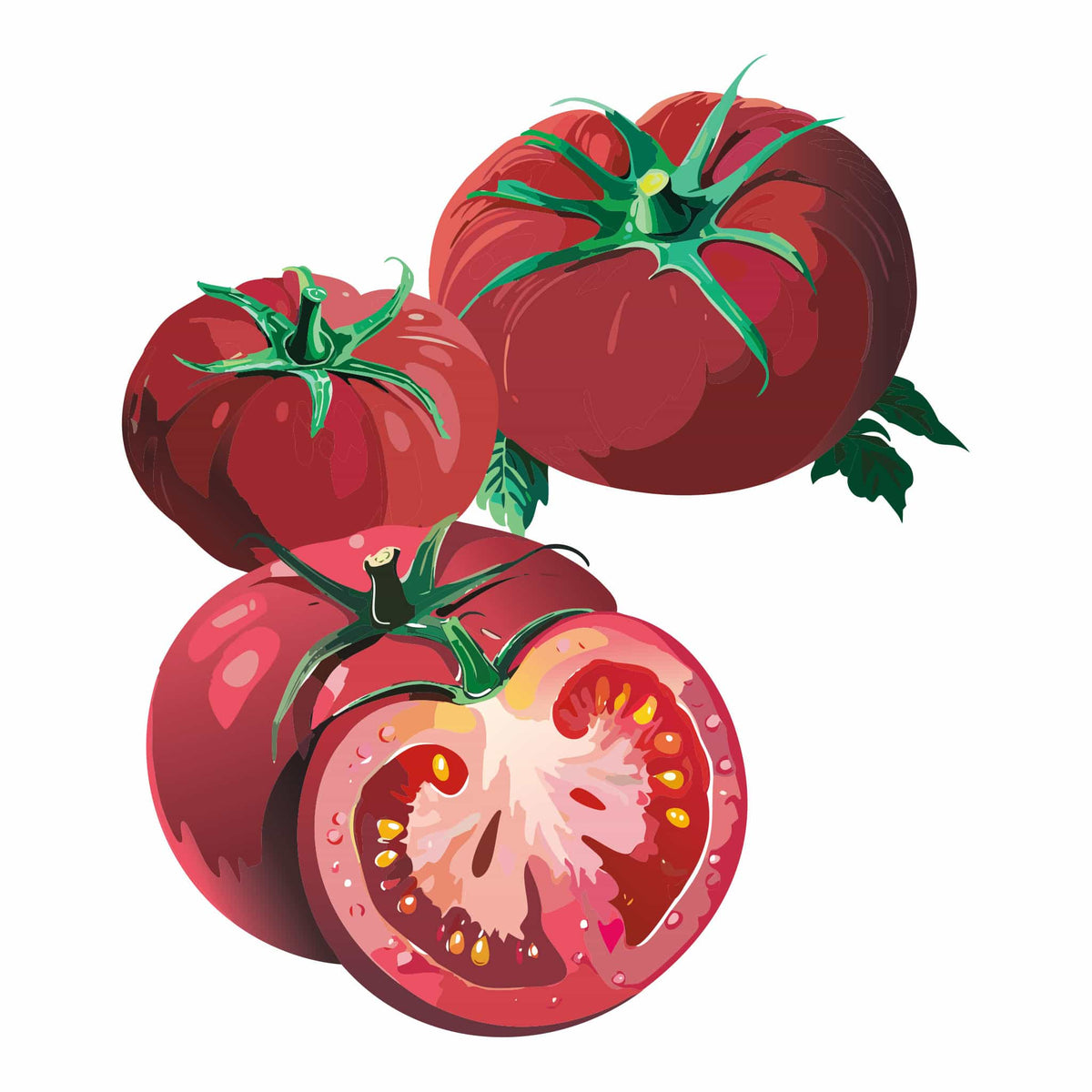 Detailed botanical illustration of pinkish-red Brandywine Pink Pole Tomatoes on green stems, with one tomato sliced open to show its seeded interior, isolated on a plain white background.