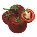 Detailed botanical illustration of dark purplish-brown Carbon Pole Tomatoes on green stems, with one tomato sliced open to show its rich interior, isolated on a plain white background.
