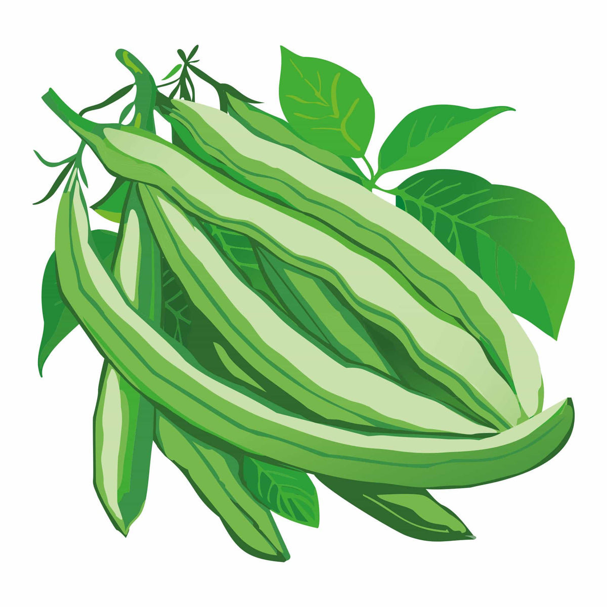 Detailed botanical illustration of long, silvery-green Blue Lake FM-1K Pole Beans surrounded by leafy green foliage, isolated on a plain white background