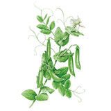 Botanical illustration of a Cascadia snap pea vine with curling tendrils, rounded green leaves, a white flower, and several plump, curved pods against a plain white background.
