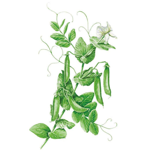 Botanical illustration of a Cascadia snap pea vine with curling tendrils, rounded green leaves, a white flower, and several plump, curved pods against a plain white background.
