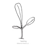 Black and white line drawing illustration of a young lettuce seedling plant with long leaves, labeled 