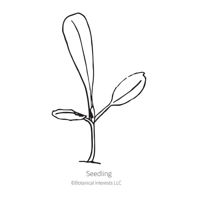 Black and white line drawing illustration of a young lettuce seedling plant with long leaves, labeled 