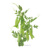 Illustration of green Mammoth Melting Snow Peas on a white background