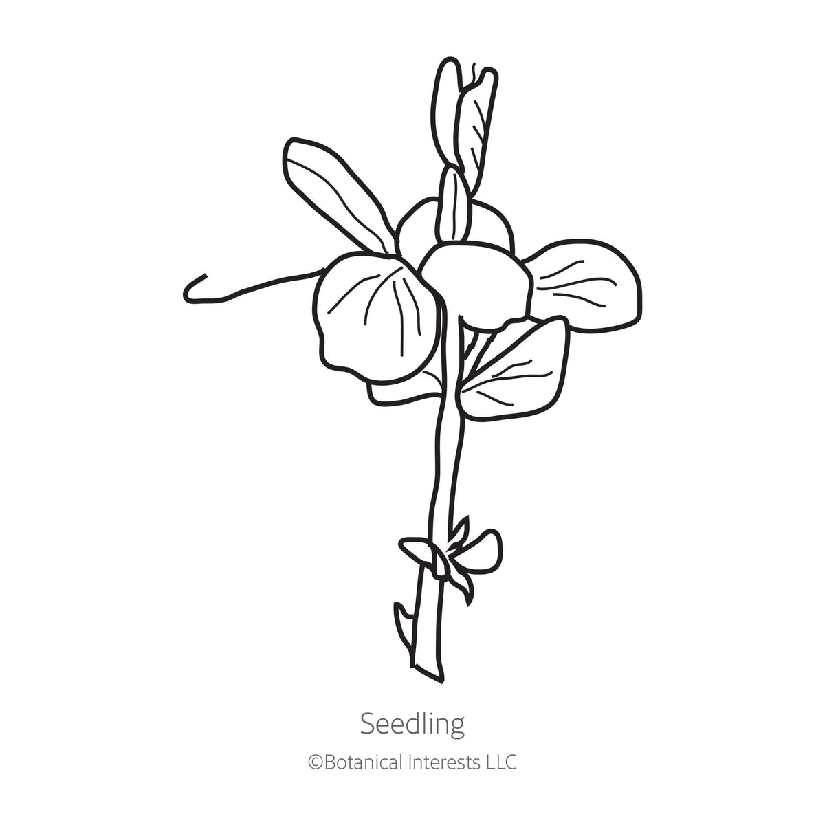 Black line drawing of Mammoth Melting Snow Pea seedling in a white background