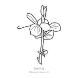 Black line drawing of Mammoth Melting Snow Pea seedling in a white background