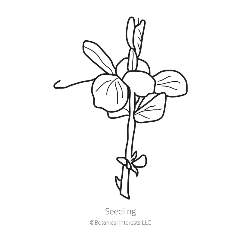 Black line drawing of Mammoth Melting Snow Pea seedling in a white background