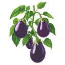 Illustration of Black Beauty eggplants on a white background