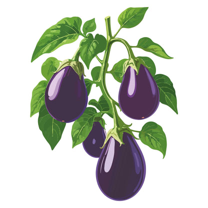 Illustration of Black Beauty eggplants on a white background